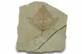 Fossil Leaf (Aleurites) - Green River Formation, Utah #323336-1